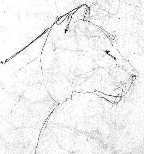 tigre